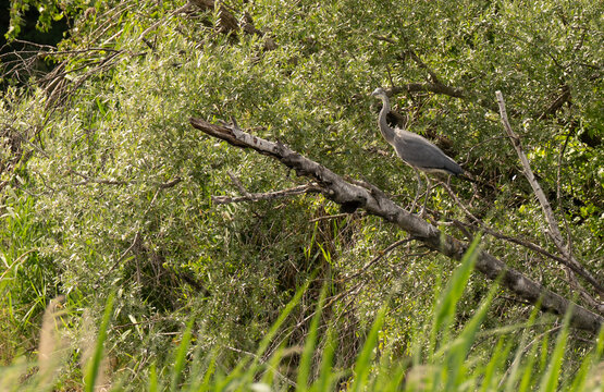 Grey heron, Ardea cinerea, taking off into flight from a tree branch with outspread wings. Dynamic wildlife action shot of a large wild bird in nature habitat.