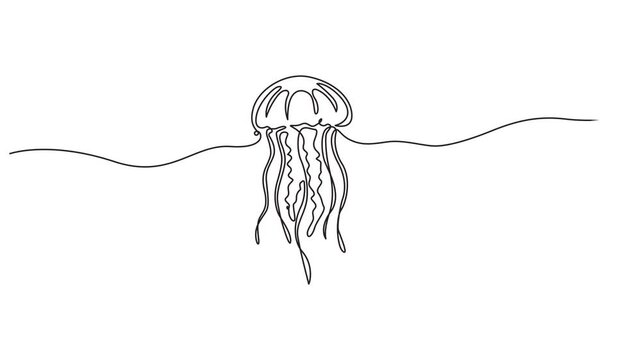 jellyfish continuous one line drawing animation, Self Drawing of one line Vector Jellyfish. Self-drawing a simple animation of one continuous line. 4K Stock video Animated sketch vector drawing.
