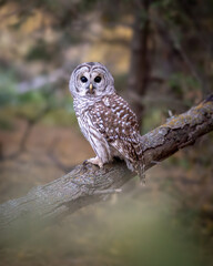 Fototapeta premium Barred Owl Perched