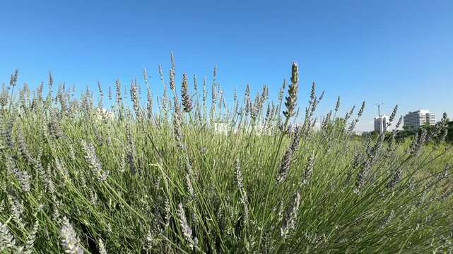 Blooming lavender (Lavandula angustifolia) stalks with purple flower spikes in a green field videos. Aromatic medicinal herbs under a blue sky, perfect for botanical, organic, and nature concepts.