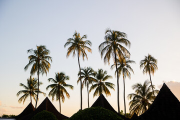 Fototapeta premium Row of Palm Trees and Thatched Roofs at Beach Resort Tobago
