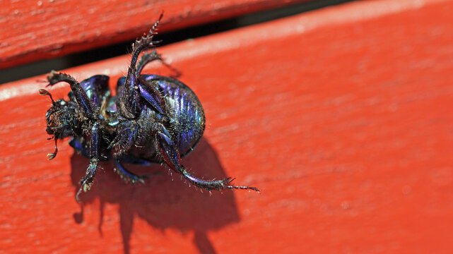 Dung beetle, or common dung beetle