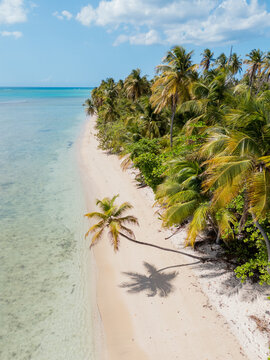 Drone View of Sandy Beach with Palm Trees and Calm Sea Tobago