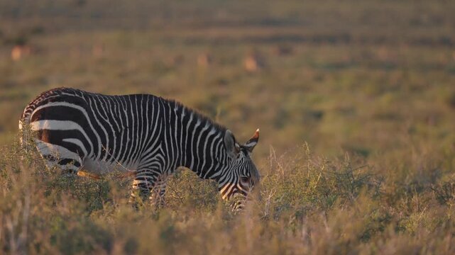 4K 30fps video of a Cape mountain zebra (Equus zebra zebra) in typical Nama-Karoo habitat near Beaufort West, Western Cape, South Africa, showcasing an endangered and iconic African mammal.
