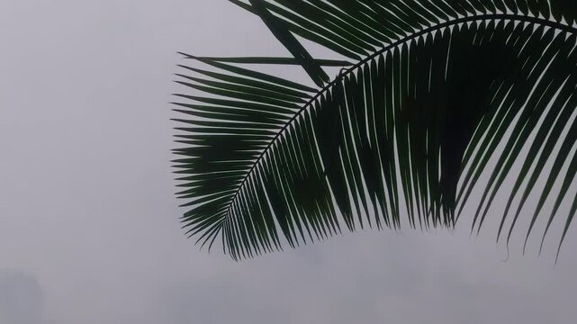 The lush dark green tropical palm fronds reach up to the soft, cloudy sky, displaying natural patterns. 