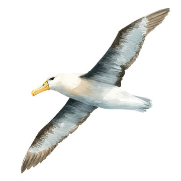 Detailed watercolor painting of Albatross, isolated on white background