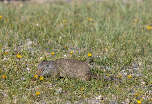 Cute Uinta Ground Squirrel in Yellowstone National Park Wyoming in Springtime
