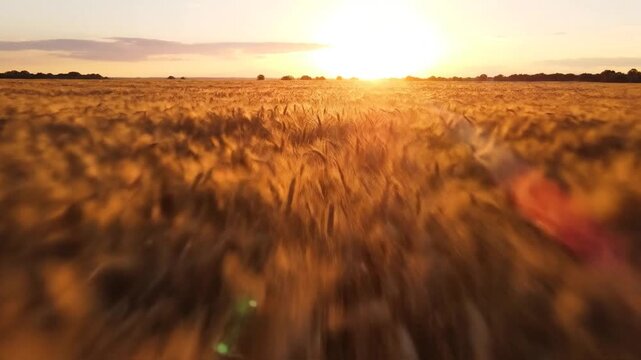 Golden wheat field at sunset, agriculture and harvest