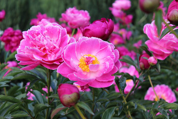 Obraz premium Peonies. A close-up of delicate pink peony flower with a yellow center against the dark green backdrop of a summer garden. Beautiful, fragrant bud. Flowers background. Gardening. Peony.