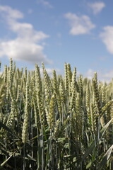 Naklejka premium Field of green wheat. Grain crop field. Wheat against a background of blue sky with clouds. 