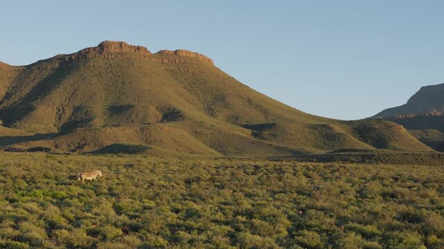 4K 30fps video of a Cape mountain zebra (Equus zebra zebra) in typical Nama-Karoo habitat near Beaufort West, Western Cape, South Africa, showcasing an endangered and iconic African mammal.