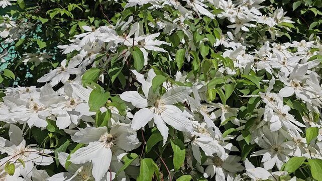 White clematis flowers blooming near country house wall under bright blue summer sky