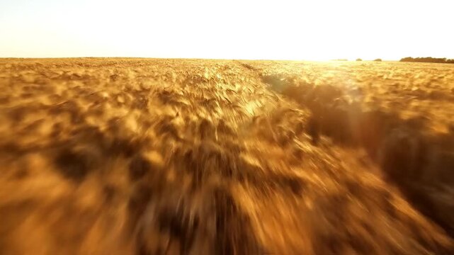 Golden Wheat Field Bathed in Sunset Light During Harvest Season