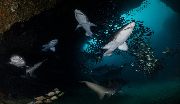 Aggregation of sand tiger sharks (ragged-tooth sharks) resting inside Cathedral, a famous cave at Aliwal Shoal, South Africa.