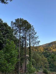 Fototapeta premium Tall Pine Trees Reaching Into Clear Blue Sky With Autumn Mountain Backdrop