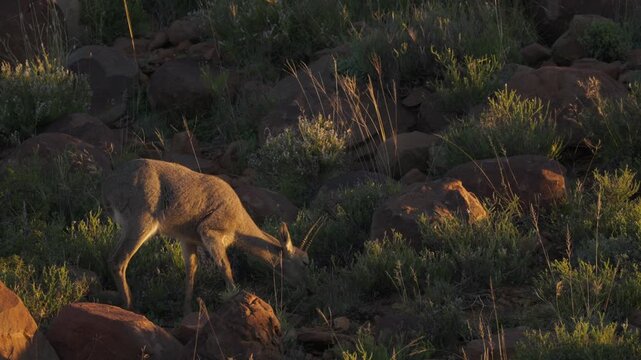 4K 30fps video of a grey rhebok or vaalribbok (Pelea capreolus) feeding on a rocky hillside (koppie) in typical Nama-Karoo habitat near Beaufort West, Western Cape, South Africa.