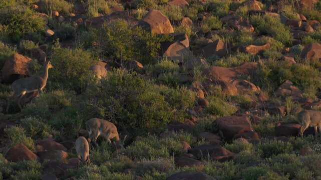 4K 30fps video of a grey rhebok or vaalribbok (Pelea capreolus) feeding on a rocky hillside (koppie) in typical Nama-Karoo habitat near Beaufort West, Western Cape, South Africa.