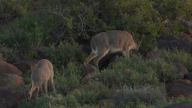 4K 30fps video of a grey rhebok or vaalribbok (Pelea capreolus) feeding on a rocky hillside (koppie) in typical Nama-Karoo habitat near Beaufort West, Western Cape, South Africa.