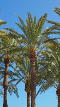 Palm trees canopy low angle view upward looking through date palms fronds blue sky Spain Mediterranean resort slow motion tropical background summer travel