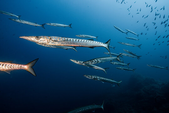School of Mediterranean barracuda (Sphyraena viridensis) cruising above a rocky reef in clear blue Mediterranean waters. Natural underwater scene showing marine biodiversity, predator fish and healthy