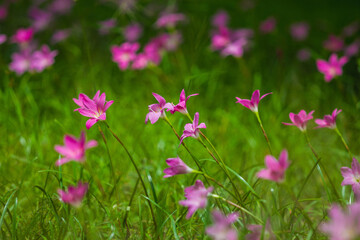 Obraz premium Blooming pink flowers in a lush green field nature photography outdoor serenity