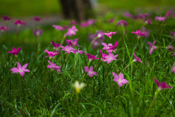 Fototapeta premium Blooming pink flowers in nature park vibrant green grass outdoor photography close-up