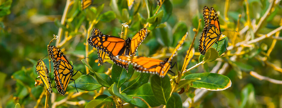 Monarck butterflies in the foliage on St Simons island, Georgia.