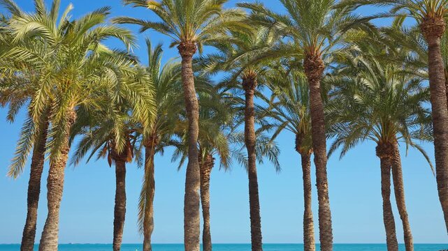 Mediterranean date palms clear blue sky Spain sunny day low angle tropical canopy texture green fronds summer slow motion travel background Alicante