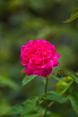 Obraz premium Blooming pink rose flower in nature garden close-up photography tranquil environment
