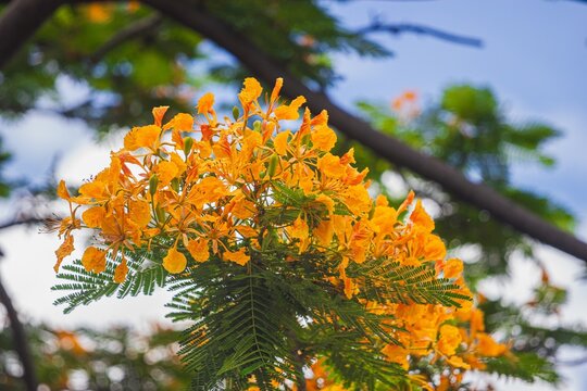 Blooming yellow flamboyant flowers in nature close-up view vibrant outdoor scene