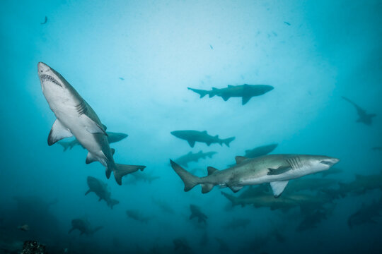 Large aggregation of sand tiger sharks (Carcharias taurus) swimming above the reef at Aliwal Shoal, South Africa. These sharks assemble seasonally in large numbers.