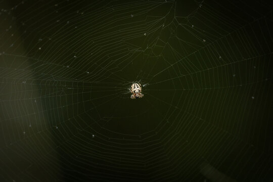 Macro photography of a Zilla diodia orb-weaver spider resting in the center of its intricate geometric web, showcasing the detailed silk patterns against a dark natural background.