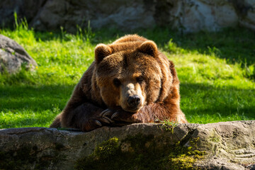 Obraz premium Majestic Kamchatka brown bear resting peacefully on a mossy rock in its natural habitat, with sunlight highlighting its thick brown fur and powerful claws while it looks directly at the camera.