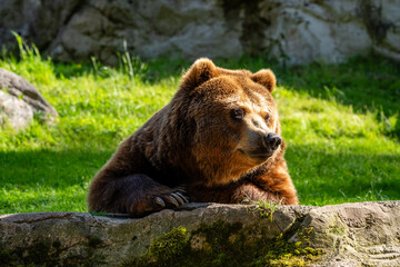 Fototapeta premium A powerful Kamchatka brown bear rests its heavy paws on a large mossy rock while basking in the golden sunlight against a lush green grass background in its natural habitat.
