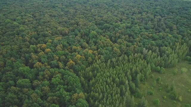 Smooth drone advance descending forest border