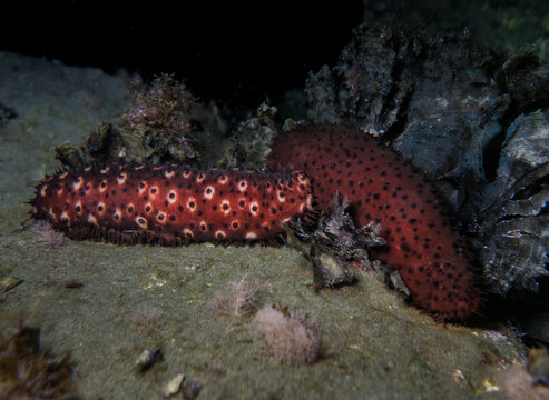 Sea cucumber from the Mediterranean Sea