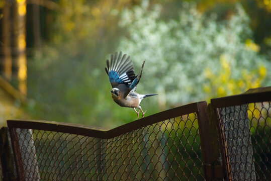 Eurasian Jay Taking Off from Metal Fence