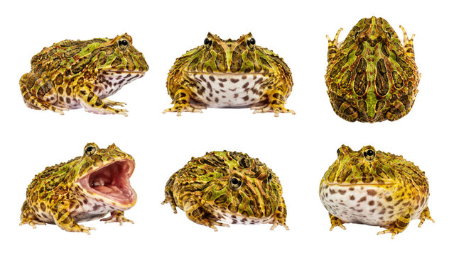 Six isolated high-resolution views of a green and yellow ornate horned frog (Pacman frog) on a transparent background, showing frontal, top, side, and open-mouth profiles
