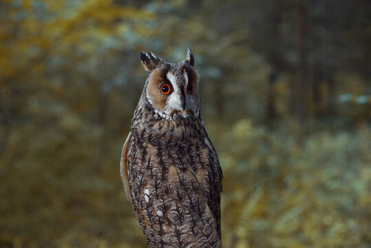 Long Eared Owl Portrait with Orange Eyes