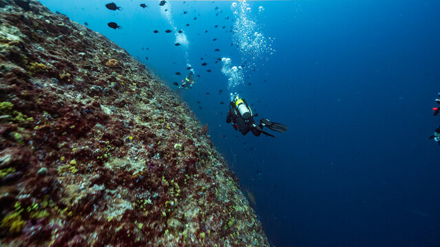 Underwater shot of SCUBA Divers swimming along the colourful coral wall of Peleliu, Palau	