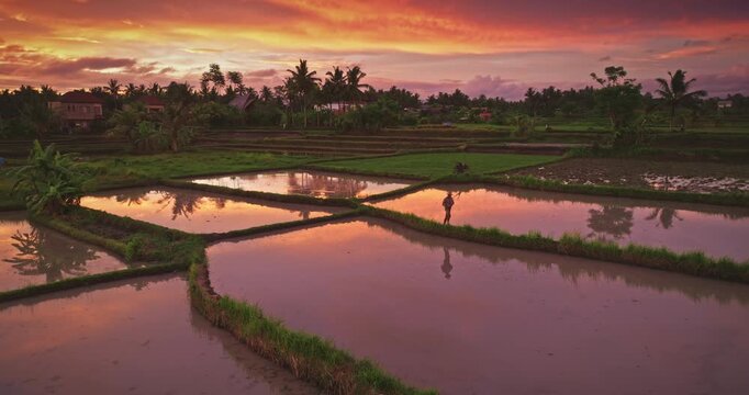 Farmer man walking flooded rice paddies on path, cultivating crops at sunset with warm colorful sky reflecting brightly on the waters surface in Bali, Indonesia. Traditional rural countryside farming