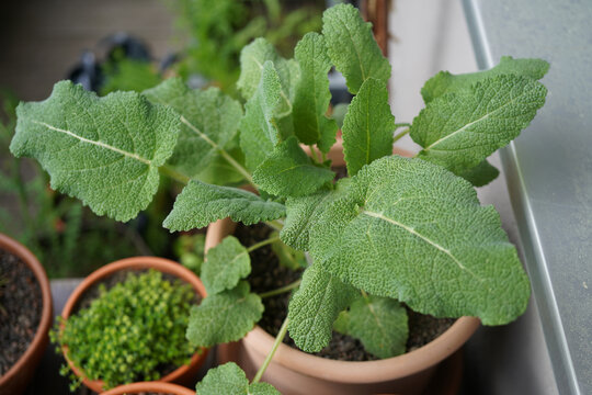 Close-up view of a leaf rosette of clary sage (Salvia sclarea) growing in a pott.Large textured green leaves form a characteristic basal rosette pattern.