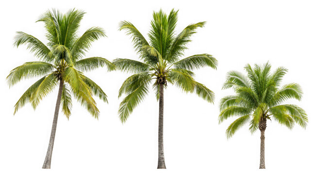 Coconut trees in different stems, Isolated on transparent background