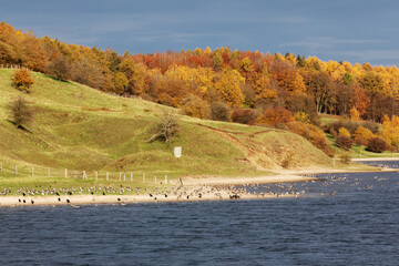 Dummersdorfer Ufer mit Wiesen und Wald im Herbstlaub an der Trave bei Lübeck in Schleswig-Holstein, Deutschland mit rastenden Vögeln, v. a.. Graugänse und Kormorane © Thorsten Schier