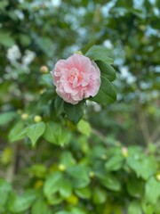 Obraz premium Pink Blossom Flower on Green Foliage Background