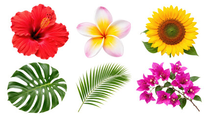 Obraz premium Bright tropical floral and foliage assortment featuring red hibiscus, plumeria, sunflower, bougainvillea, monstera and palm leaves on transparent background