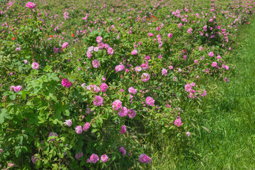 Fototapeta premium Damask Rose Valley. Pink rose bushes bloom across green field with grass, leaves in summer sunlight. Natural background for rose agriculture, flower farming, botanical texture, garden, landscape