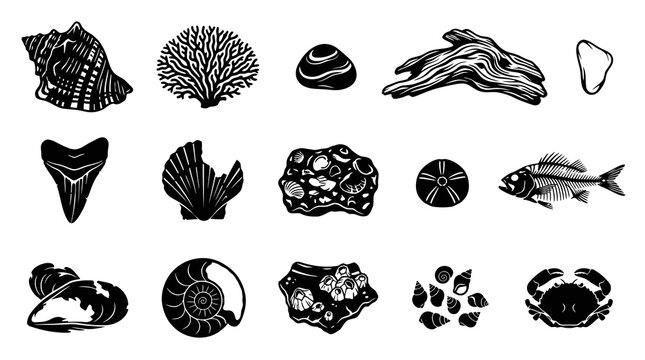 Black  White Marine Life Icons: Natural History Glyphs of Shells, Fossils, Driftwood,  Ocean Elements