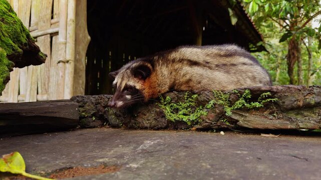 Asian Palm Civet Resting on Rustic Wooden Platform in Tropical Sanctuary, Nocturnal Mammal Relaxing During Daylight Hours