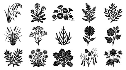 Fototapeta premium Black White Botanical Illustrations of Various Plants and Flowers